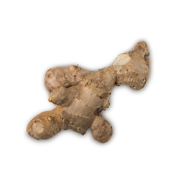 Ginger - US 24200